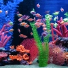 Aquarium 4K - SWEET.TV Sledovať Aquarium 4K online